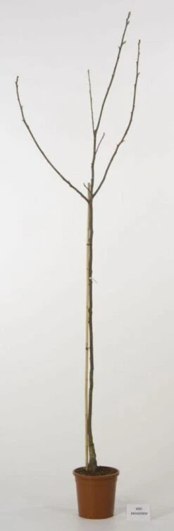 Walnoot (Juglans Regia 'Broadview') -AOS Hoera Winkel 20080516144158 4