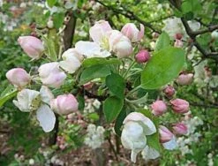 Sierappel (Malus 'Evereste') -AOS Hoera Winkel 20080519145038 10