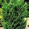 Jeneverbes (Juniperus Chinensis 'Blaauw')