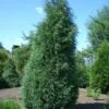 Jeneverbes (Juniperus Virginiana 'Glauca')