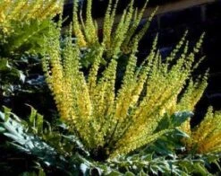 Mahoniestruik (Mahonia Media 'Charity') -AOS Hoera Winkel 20080709102617 3 1