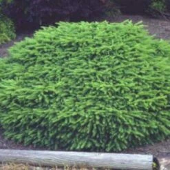 Spar (Picea Abies 'Nidiformis')