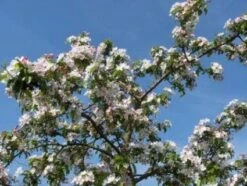 Sierappel (Malus 'Professor Sprenger') -AOS Hoera Winkel 20081113143001 11