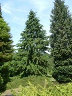 Westelijke Hemlockspar (Tsuga Heterophylla) 7 Westelijke Hemlockspar (Tsuga Heterophylla) -AOS Hoera Winkel 20081113145518 5