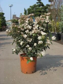 Groenblijvende Sneeuwbal (Viburnum Tinus 'Eve Price') -AOS Hoera Winkel 20091125113028 50 10