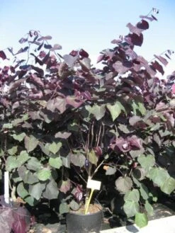 Judasboom Als Struik (Cercis Canadensis 'Forest Pansy') -AOS Hoera Winkel 20091126092410 6