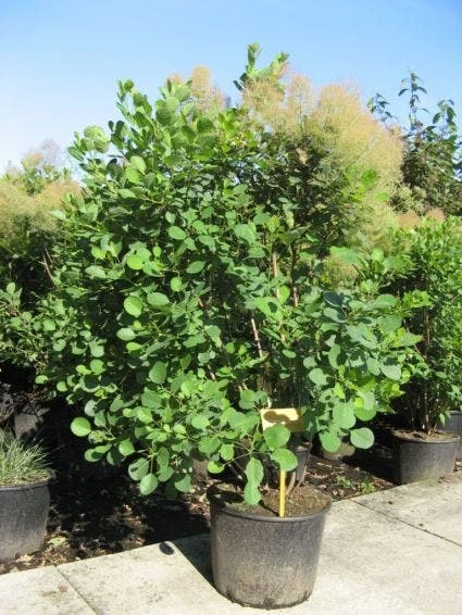 Pruikenboom (Cotinus Coggygria) 1 Pruikenboom (Cotinus Coggygria)