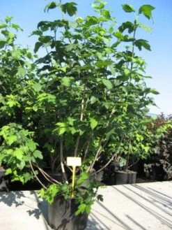 Sneeuwbal (Viburnum Opulus 'Roseum') -AOS Hoera Winkel 20091126125302 9