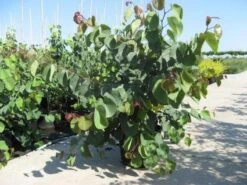 Chinese Judasboom (Cercis Chinensis 'Avondale') -AOS Hoera Winkel 20091127153204 5