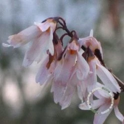 Witte Forsythia (Abeliophyllum Distichum) -AOS Hoera Winkel 20091208165431 2