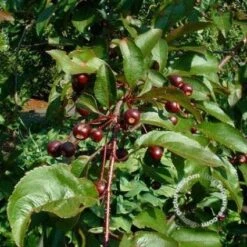 Sierappel (Malus 'Liset') -AOS Hoera Winkel 20091222112959 8