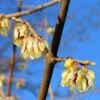 Winterzoet (Chimonanthus Praecox)
