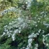 Bruidsbloem (Deutzia Magnifica)