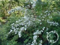Bruidsbloem (Deutzia Magnifica)