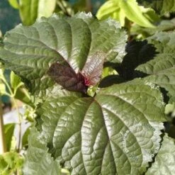 Pindakaasboom (Clerodendrum Bungei) -AOS Hoera Winkel 20100224142854 2