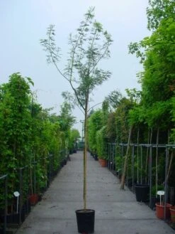 Mimosa Als Boom (Acacia Dealbata) -AOS Hoera Winkel 20100906111726 7