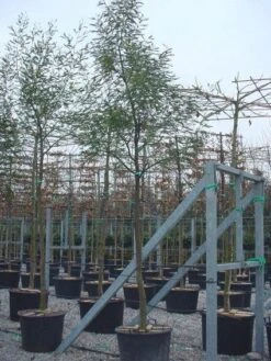 Mimosa Als Boom (Acacia Dealbata) -AOS Hoera Winkel 20100906111736 6