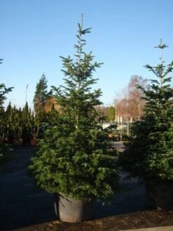 Nordmann-spar (Abies Nordmanniana) -AOS Hoera Winkel 20101207141610 21