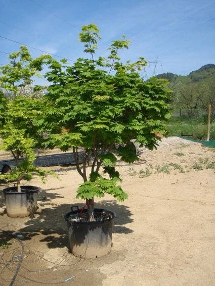 Japanse Esdoorn (Acer Japonicum 'Vitifolium') 2 Japanse Esdoorn (Acer Japonicum 'Vitifolium') - Afbeelding 2