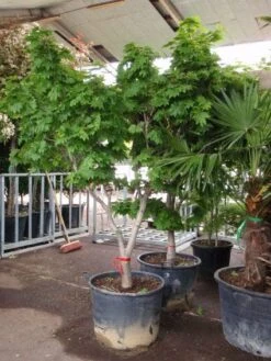 Japanse Esdoorn (Acer Japonicum 'Vitifolium') 9 Japanse Esdoorn (Acer Japonicum 'Vitifolium') -AOS Hoera Winkel 20101207145443 7