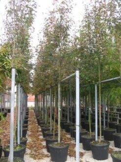 Krentenboom (Amelanchier Arborea 'Robin Hill') -AOS Hoera Winkel 20101209111140 10