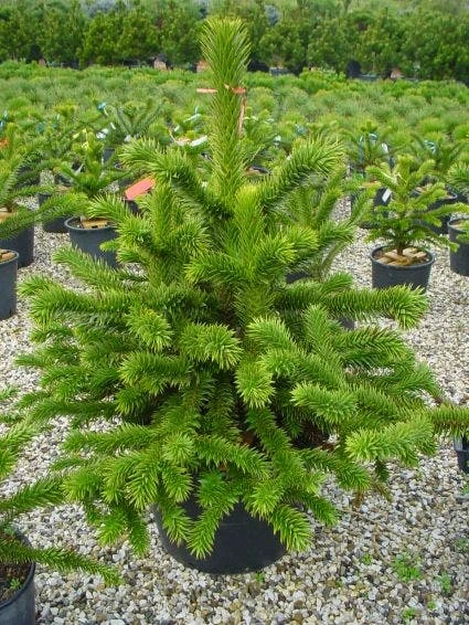 Apeboom (Araucaria Araucana) 10 Apeboom (Araucaria Araucana) - Afbeelding 10