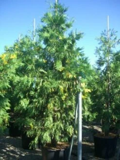 Bonte Libocedrus (Calocedrus Decurrens 'Aureovariegata')