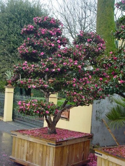 Camelia Als Bonsai (Camellia Sasanqua) 3 Camelia Als Bonsai (Camellia Sasanqua) - Afbeelding 3