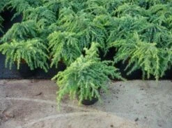 Ceder (Cedrus Deodara 'Feelin Blue')