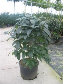 Sneeuwvlokkenstruik (Chionanthus Virginicus)