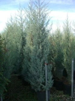 Cipres (Cupressus Arizonica 'Glauca') -AOS Hoera Winkel 20101213122945 13