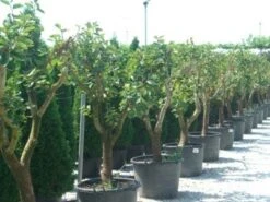 Kaki (Diospyros Kaki) 15 Kaki (Diospyros Kaki) -AOS Hoera Winkel 20101213150225 8