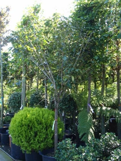 Kaki (Diospyros Kaki) 4 Kaki (Diospyros Kaki) - Afbeelding 4