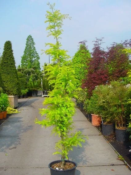 Geelbladige Christusdoorn Als Struik (Gleditsia Triacanthos 'Sunburst') 2 Geelbladige Christusdoorn Als Struik (Gleditsia Triacanthos 'Sunburst') - Afbeelding 2