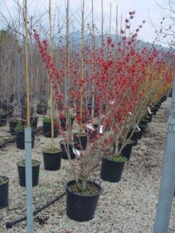 Toverhazelaar (Hamamelis Intermedia 'Diane') 9 Toverhazelaar (Hamamelis Intermedia 'Diane') -AOS Hoera Winkel 20101215122825 45 9