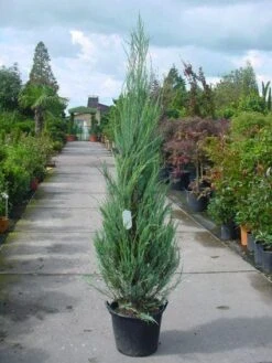 Jeneverbes (Juniperus Scopulorum 'Skyrocket') -AOS Hoera Winkel 20101216132150 6