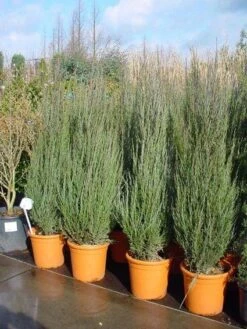 Jeneverbes (Juniperus Scopulorum 'Skyrocket') -AOS Hoera Winkel 20101216132205 6