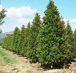 Magnolia (Magnolia Grandiflora 'Gallissoniere') 18 Magnolia (Magnolia Grandiflora 'Gallissoniere') -AOS Hoera Winkel 20101217150008 85 17