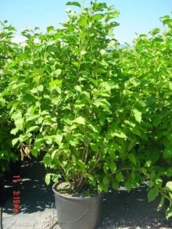 Nieuwe uitgaven -AOS Hoera Winkel 20101217150826 9 1