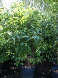 Beverboom (Magnolia Soulangeana) 15 Beverboom (Magnolia Soulangeana) -AOS Hoera Winkel 20101217150923 10