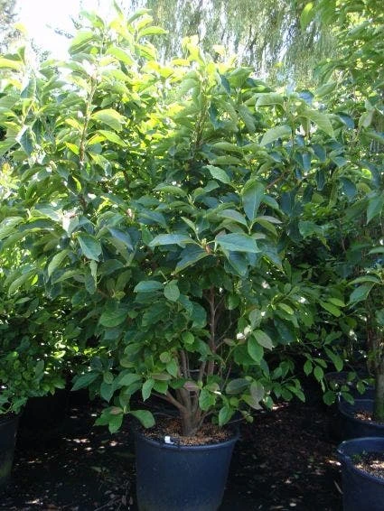 Beverboom (Magnolia Soulangeana) 7 Beverboom (Magnolia Soulangeana) - Afbeelding 7