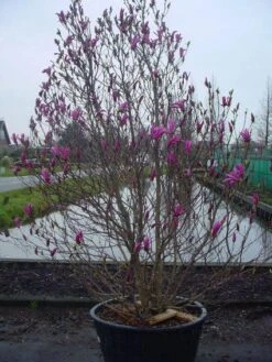 Beverboom, Struik (Magnolia Susan) -AOS Hoera Winkel 20101217151122 10 1