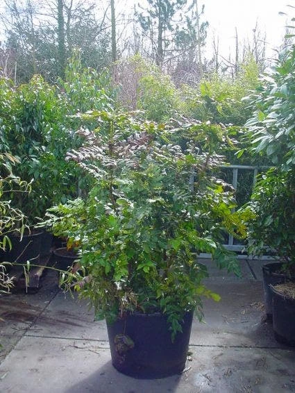 Chinese Mahoniestruik (Mahonia Bealei) 1 Chinese Mahoniestruik (Mahonia Bealei)