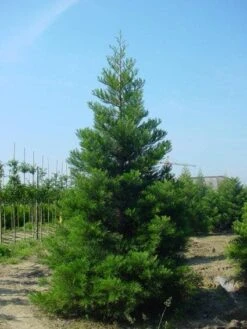 Mammoetboom (Sequoiadendron Giganteum) -AOS Hoera Winkel 20101217160943 9