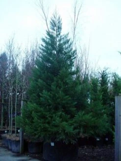 Mammoetboom (Sequoiadendron Giganteum) -AOS Hoera Winkel 20101217160956 8