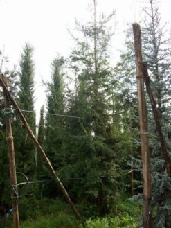 Kustmammoetboom (Sequoia Sempervirens) -AOS Hoera Winkel 20101217161916 8