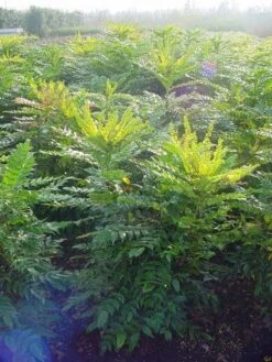 Mahoniestruik (Mahonia Media 'Winter Sun') -AOS Hoera Winkel 20101217162700 11