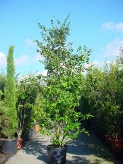 Perzisch Ijzerhout (Parrotia Persica 'Vanessa')