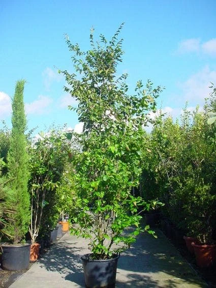 Perzisch Ijzerhout (Parrotia Persica 'Vanessa') 1 Perzisch Ijzerhout (Parrotia Persica 'Vanessa')