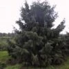 Spar (Picea Breweriana)